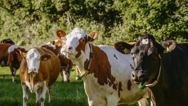 Kreuzungstiere unter Kreuzungstiere unterstützt der Bund nicht mehr: Der Herdebuchbeitrag geht dabei verloren.