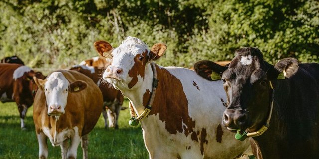 Kreuzungstiere unterstützt der Bund nicht mehr: Der Herdebuchbeitrag geht dabei verloren.