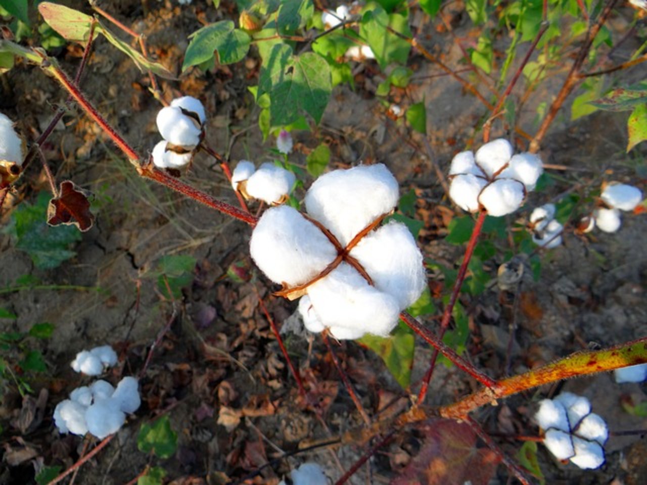 Die Baumwoll-Produktion ist verantwortlich für einen erheblichen Wasserverbrauch. (Bild Pixabay)