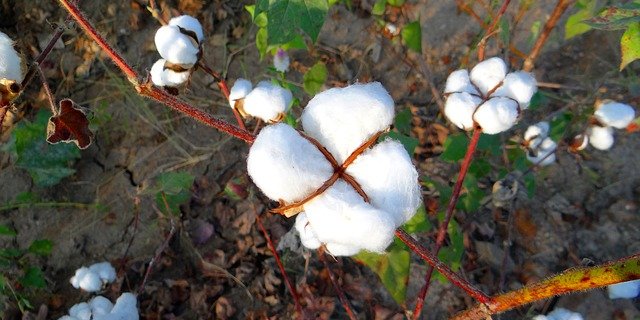 Die Baumwoll-Produktion ist verantwortlich für einen erheblichen Wasserverbrauch. (Bild Pixabay)