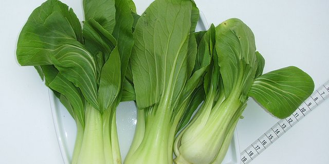 Pak-Choi ist eng mit dem Chinakohl verwandt. (Bild pd)