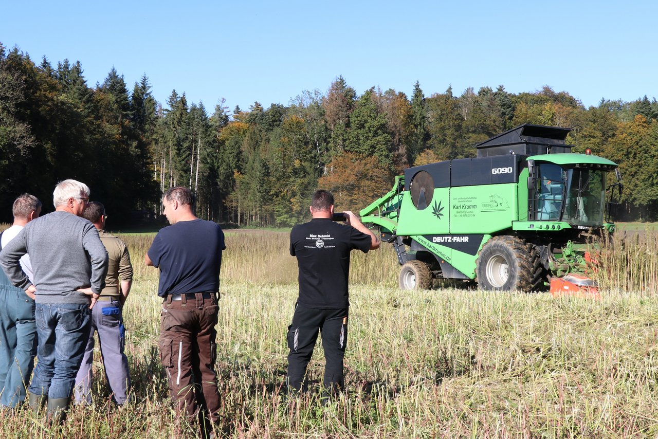 Hanfernte in Waldhäusern: Für die hochgewachsenen Pflanzen fuhr ein spezieller Vollernter ins Feld. Ein spannender Moment für die beteiligten Bauern. (Bild Ruth Aerni)