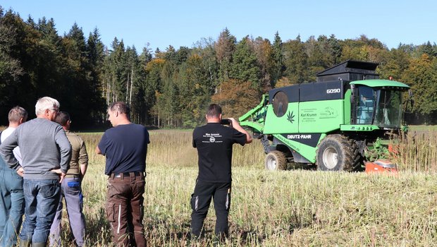 Hanfernte in Waldhäusern: Für die hochgewachsenen Pflanzen fuhr ein spezieller Vollernter ins Feld. Ein spannender Moment für die beteiligten Bauern. (Bild Ruth Aerni)