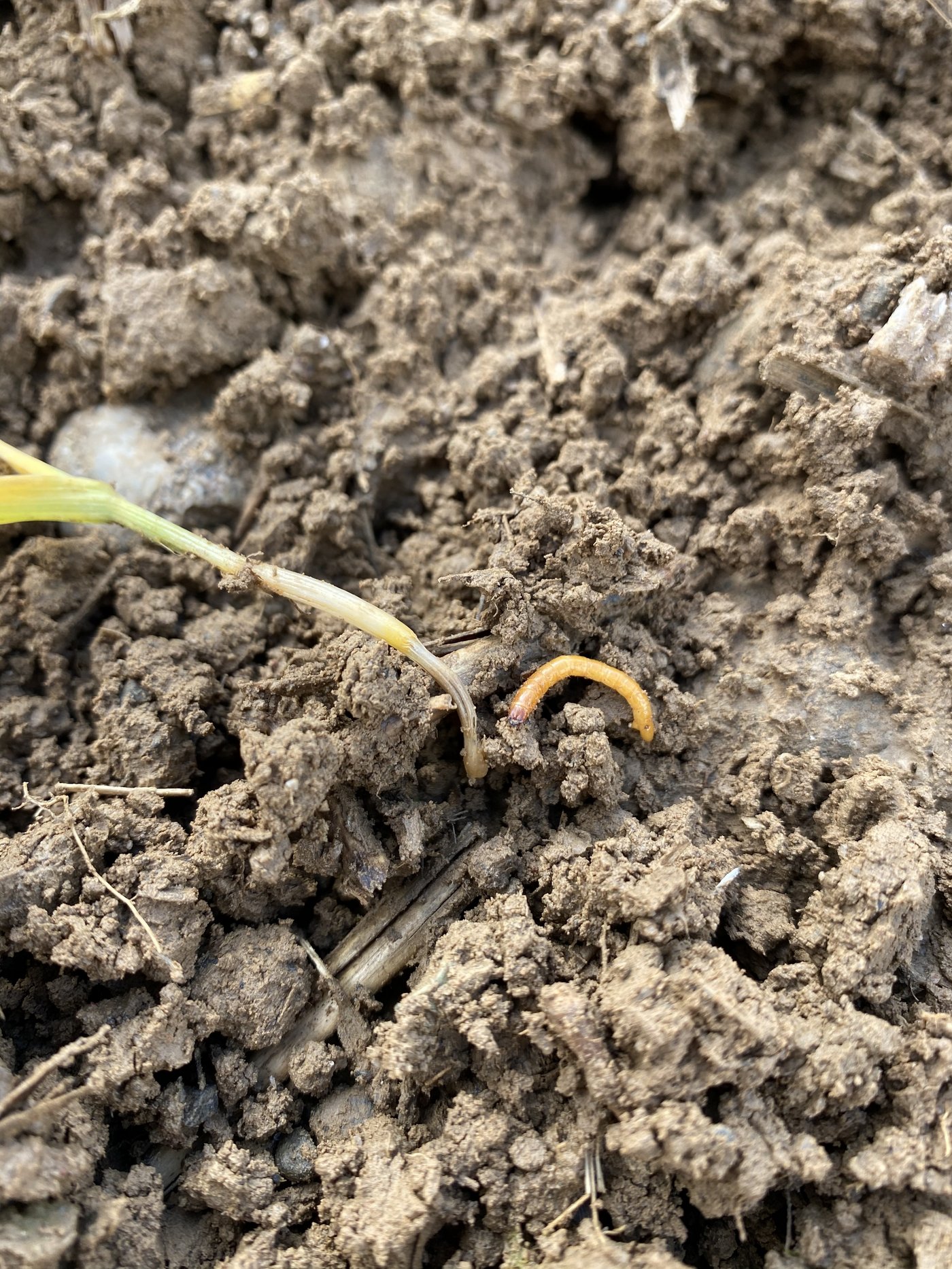 Drahtwürmer fressen sich unterirdisch in die Pflanze hinein und beschädigen den Vegetationskegel. Das weitere Wachstum der gesamten Pflanze ist dadurch gefährdet.