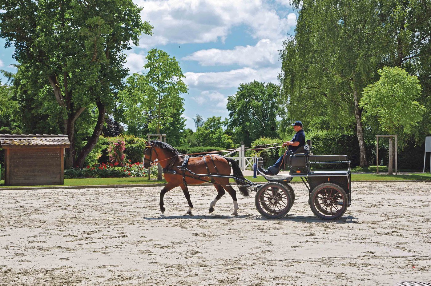 Freiberger sollen die typische Schweizer Rasse mit gutem Charakter bleiben, mehr Rittigkeit und bessere Fahreigenschaften sollten über die Blutauffrischung bewirkt werden. Auf dem Bild ist der Gestütshengst Lirius mit Fahrer Georges Pochon zu sehen. (Bild Tamara Wülser) 