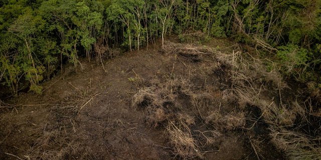 Schokolade statt Regenwald: Der Kakao-Fussabdruck der Schweiz macht drei Prozent des globalen Kakao-Fussabdrucks aus. (Bild WWF)