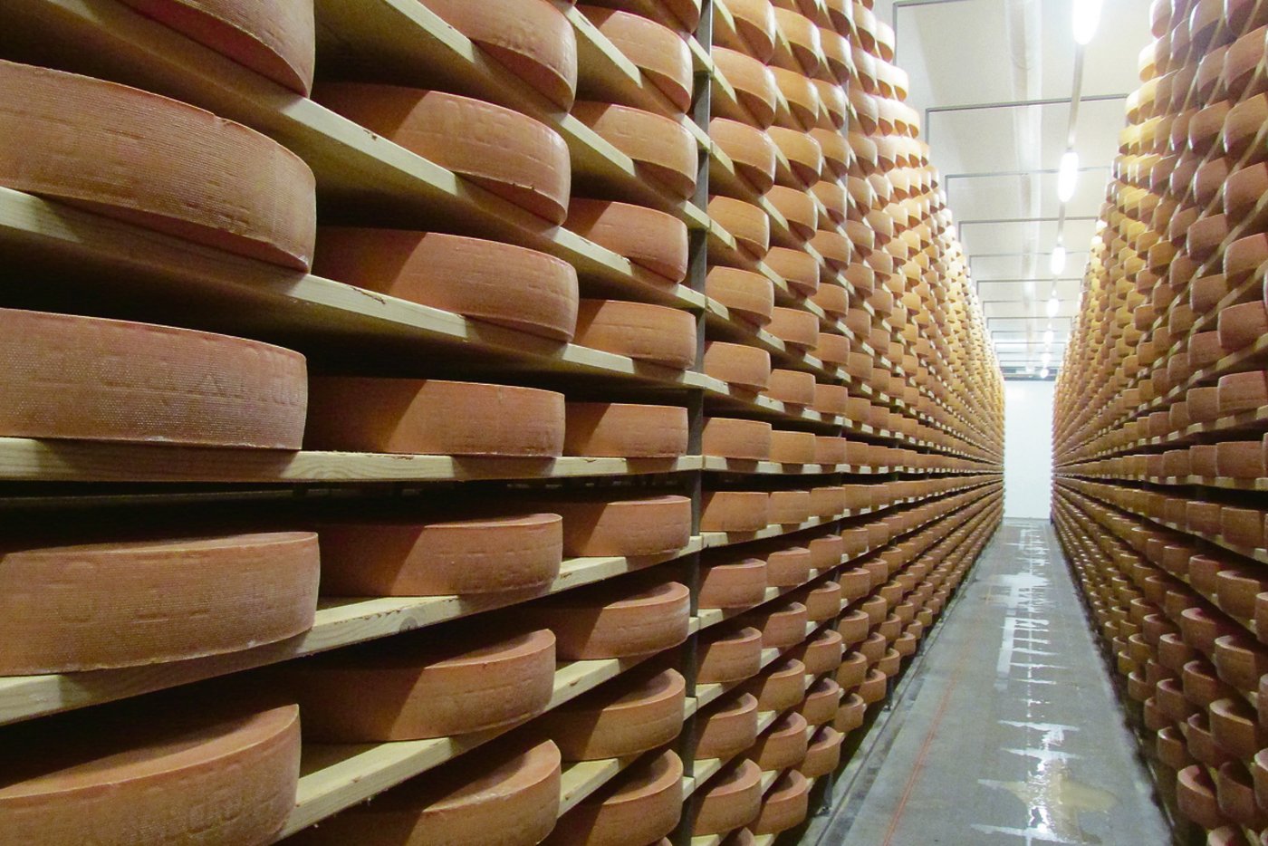 «Kein Grund zur Beunruhigung»: Der Absatz der wichtigsten Sorten verlief trotz stark gestiegener Importe zufriedenstellend bis gut. Im Bild ein Gruyère-Lager. (Bild SCM)