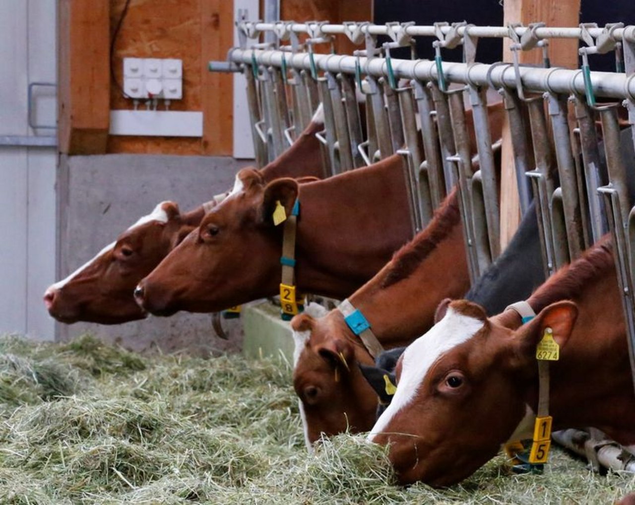 Die Identitas betreibt die Schweizer Tierverkehrdatenbank. Zentral ist dabei die Versorgung der Landwirtschaftsbetriebe mit Ohrmarken. (Symbolbild lid/ji)