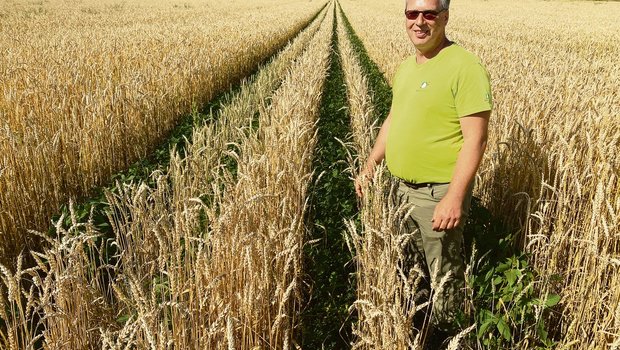 Biolandwirt Christian Uebelhard aus Niederbipp BE baut seit drei Jahren versuchsmässig Weizen mit Soja an. (Bilder Katrin Erfurt)