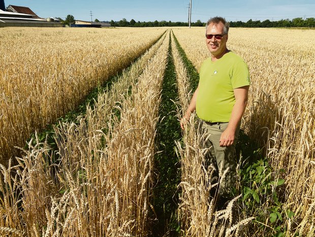 Biolandwirt Christian Uebelhard aus Niederbipp BE baut seit drei Jahren versuchsmässig Weizen mit Soja an. (Bilder Katrin Erfurt)