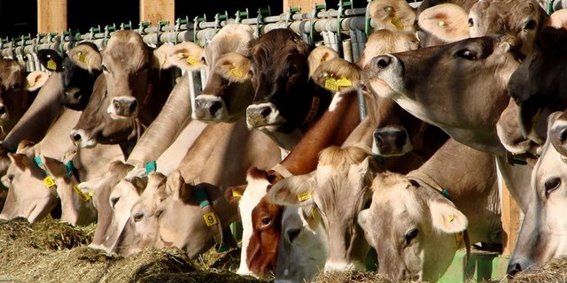 85 Prozent der Treibhausgas-Emissionen aus der Landwirtschaft gehen auf das Konto der Tierhaltung. (Beat Hopfengärtner/landwirtschaft.ch) 