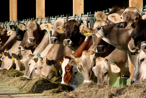85 Prozent der Treibhausgas-Emissionen aus der Landwirtschaft gehen auf das Konto der Tierhaltung. (Beat Hopfengärtner/landwirtschaft.ch) 