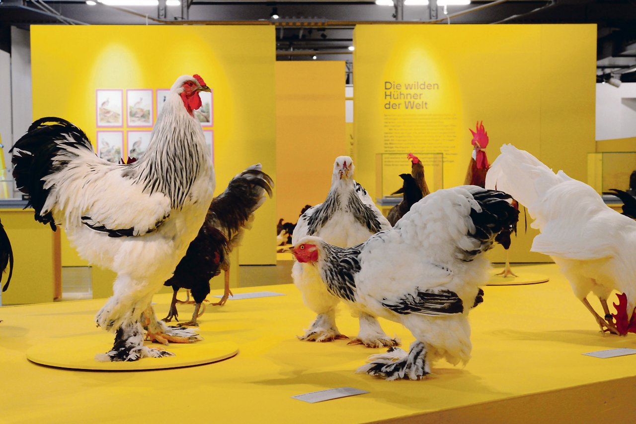 Die Vielfalt an Hühnerrassen gilt als Basis der Züchtung moderner Hochleistungshühner.(Bild zVg)