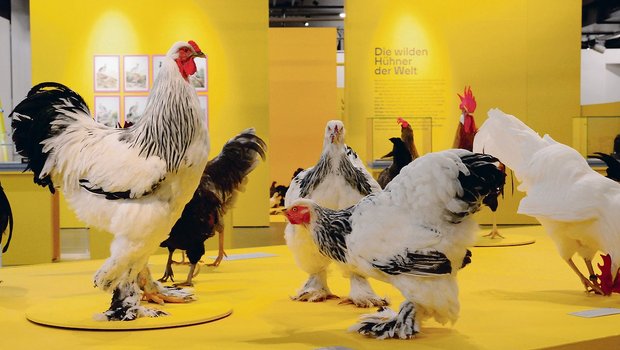 Die Vielfalt an Hühnerrassen gilt als Basis der Züchtung moderner Hochleistungshühner.(Bild zVg)
