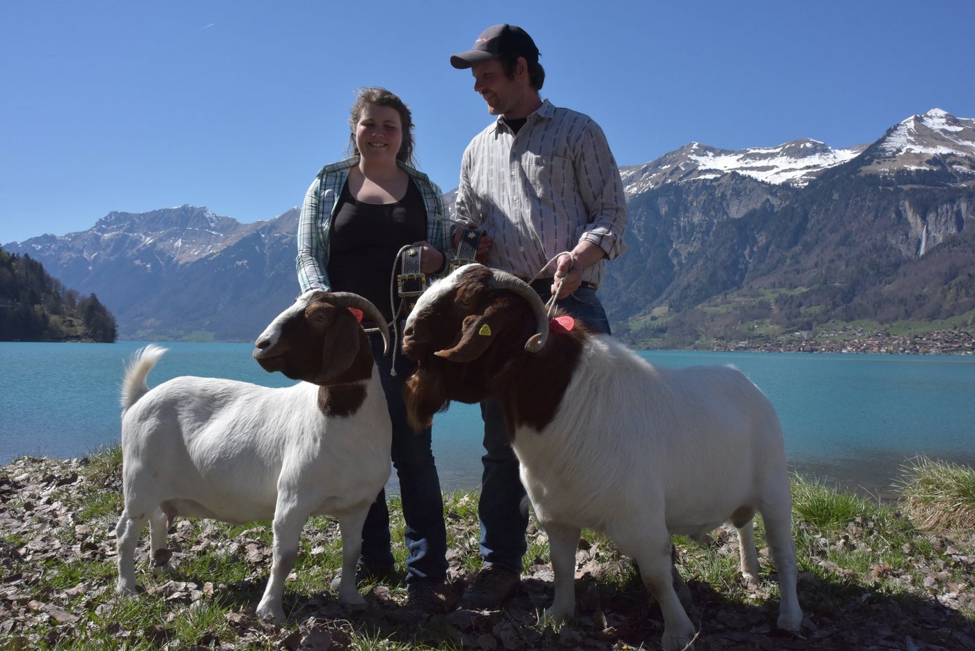 Raguna und Knoalster Nagib, Miss und Mister Swiss-Boer 2019, beide aus dem Stall von Andrea Kiser und René Odermatt aus Sarnen OW.