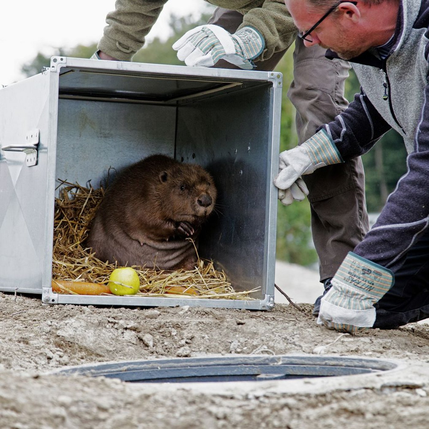 Noch etwas skeptisch linst der Biber aus der Kiste. Die Biberfamilie besteht ...