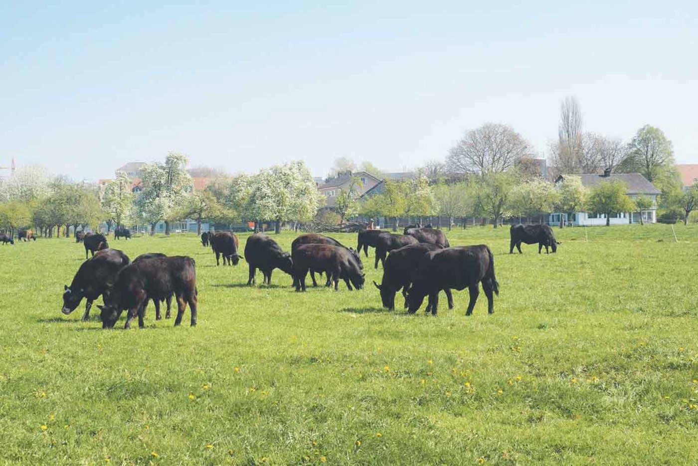 Ein idyllisches Bild wie es die Konsumentinnen und Konsumenten mögen: Die Angusherde der Betriebsgemeinschaft Kunz und Maag auf der Weide an den Ufern des Greifensees – mitten in einem Naherholungsgebiet der Region Uster.(Bild Christian Weber)