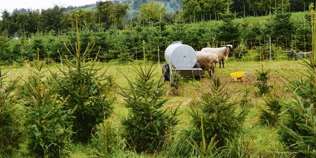 Shropshire-Schafe eignen sich für die Beweidung in Christbaumkulturen.  (Bilder Isabelle Schwander)