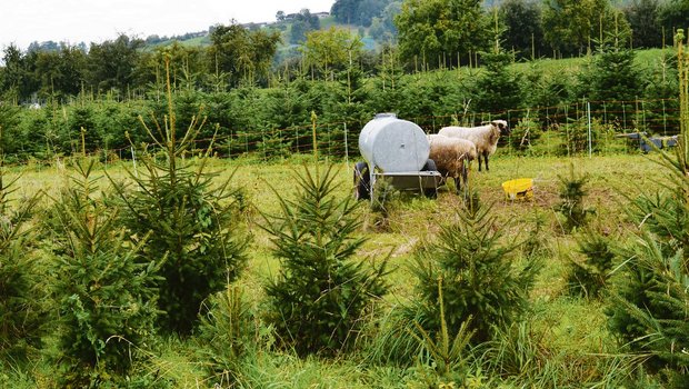 Shropshire-Schafe eignen sich für die Beweidung in Christbaumkulturen. (Bilder Isabelle Schwander)