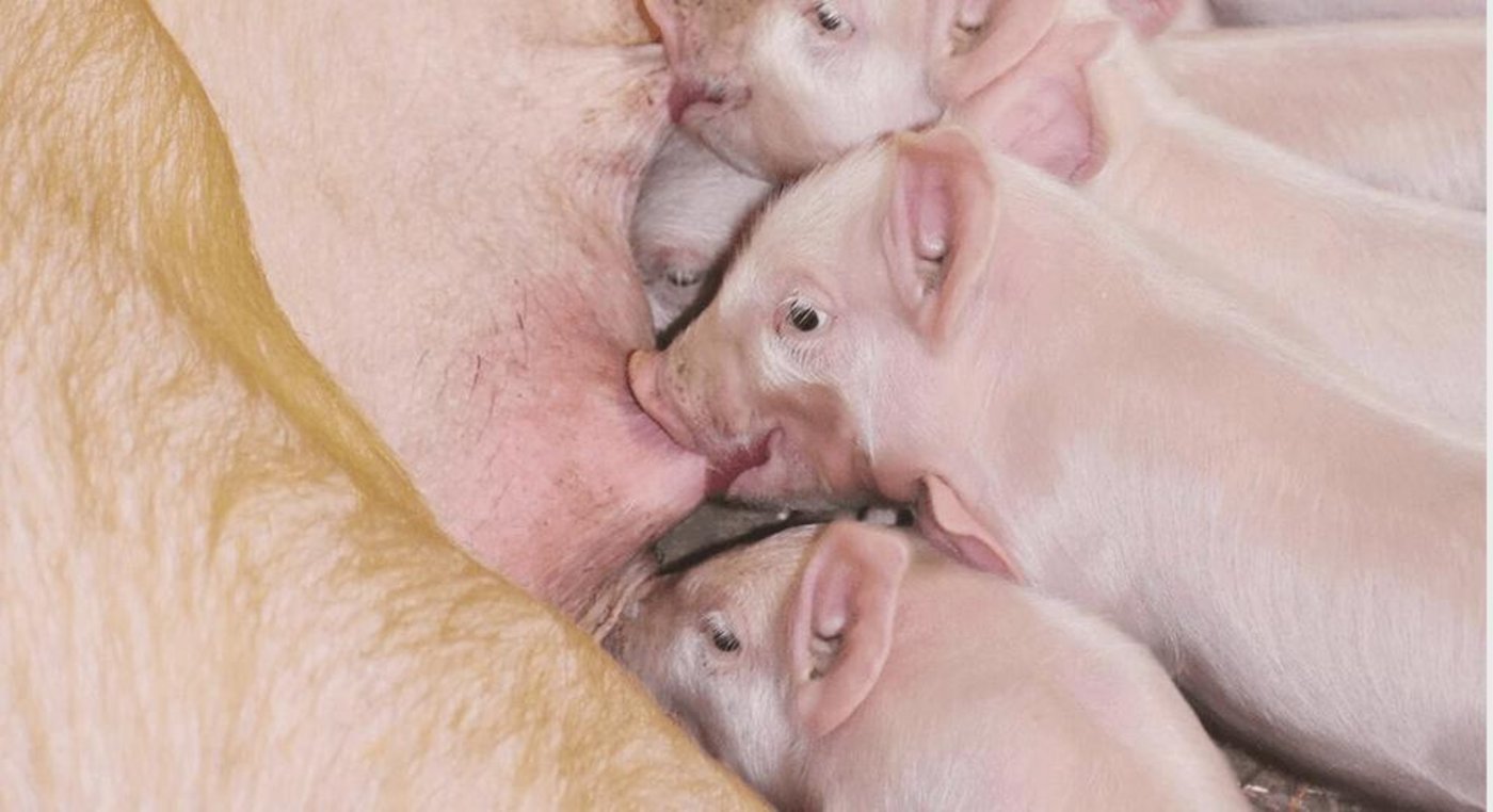 Man sehe aufgrund der Daten keinen akuten Handlungsbedarf, so die Suisag. (Bild zVg)