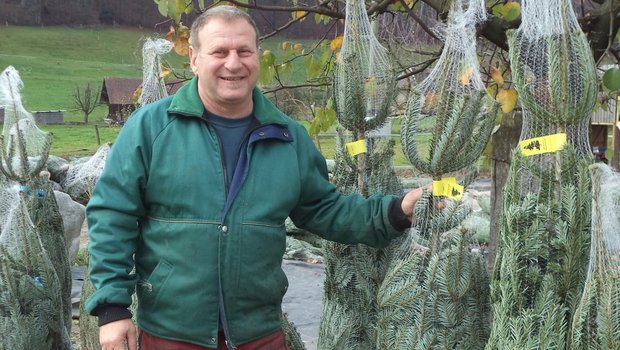 Hans-Peter Luder produziert eine Vielzahl von Baumsorten. Saisonhöhepunkt ist der Wiehnachtbaummärit. (Bilder le)