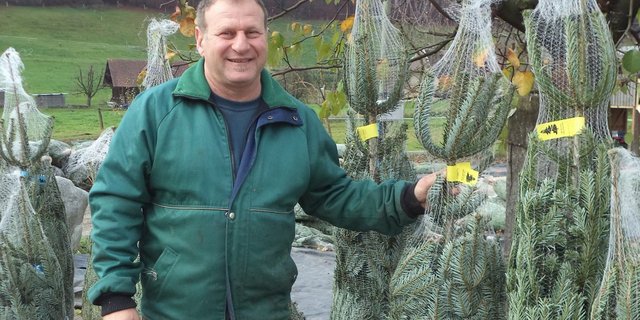 Hans-Peter Luder produziert eine Vielzahl von Baumsorten. Saisonhöhepunkt ist der Wiehnachtbaummärit. (Bilder le)