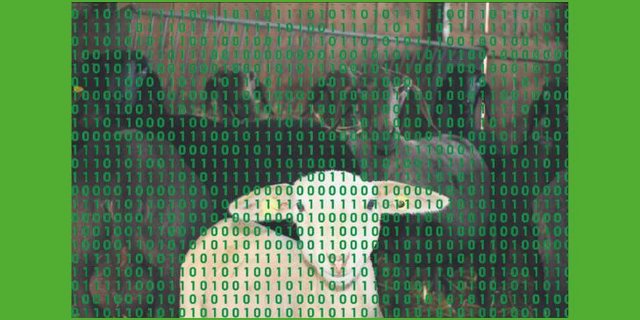 Ein Jahr nach der Einführung der Einzeltierregistrierung bei Schafen und Ziegen sind noch nicht alle Tiergeschichten fehlerfrei. Kommen solche Tiere in den Schlachthof, kostet es zehn Franken. (Bild dj/Montage dr)