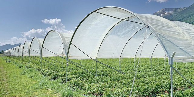 Folientunnel, auf dem Bild für den Erdbeeranbau, dürfen nur mit Bewilligung während der ganzen Vegetationszeit stehen bleiben.  