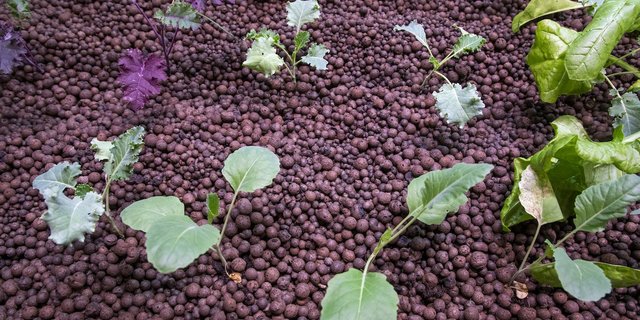 Start-ups bekommen viel Geld für Gemüse aus dem Untergrund. Bild: Gian Vaitl