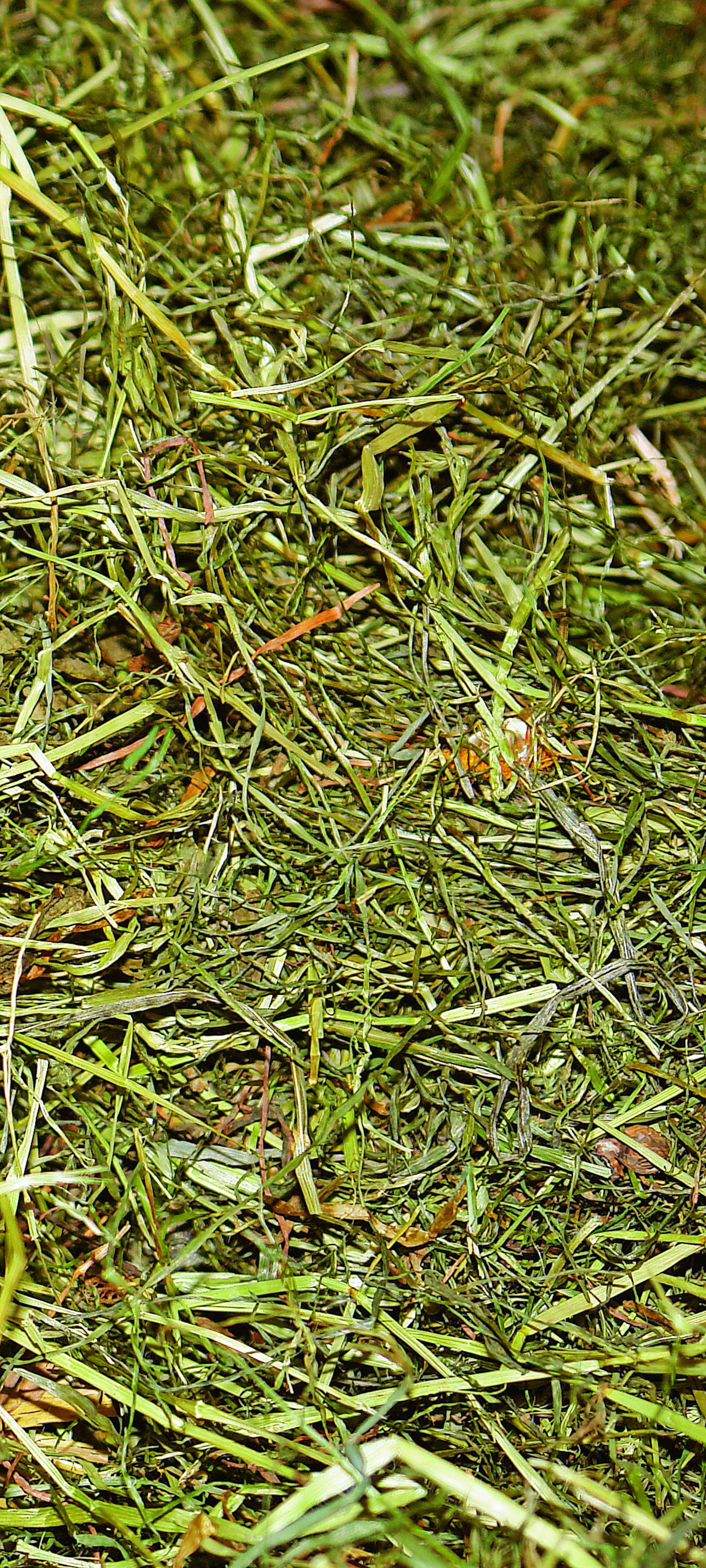 <p class="Bildlegende_Bildlegende_x05">Ob Heu oder Silage, wichtig ist, dass die Qualität beim Einführen stimmt. (Bild: Beat Schmid)</p>