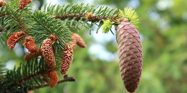 Damit sich Bäume von einer Trockenheit wieder erholen können, brauchen sie rechtzeitig Regen. Sonst droht das Absterben. (Bild Jarmila / Pixabay)