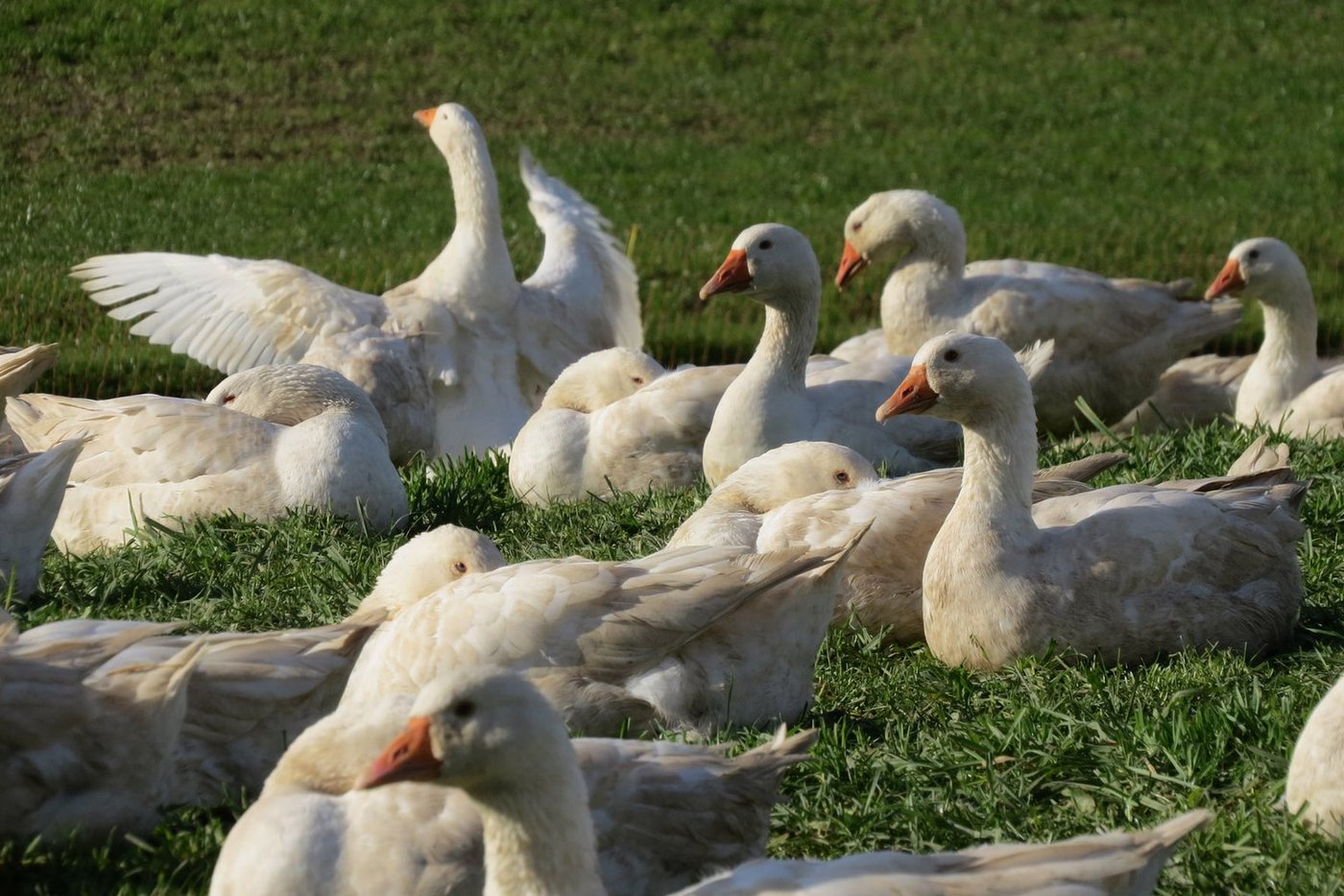 Ein Gänseleben auf der Weide: Betrieb von Ueli Niedrehauser in Mittelhäusern BE. (Bild lid)