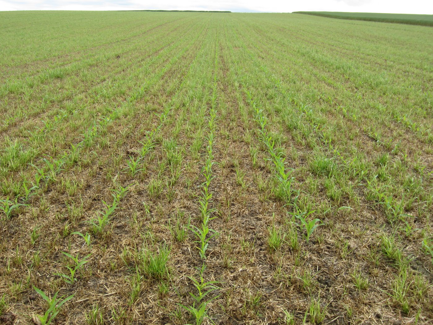 Ein ständig bedeckter Boden beugt der Erosion vor. (Bild V. Prasuhn)