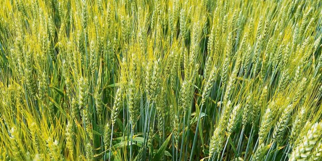 Mahlweizen in Bioqualität ist weiterhin gesucht.