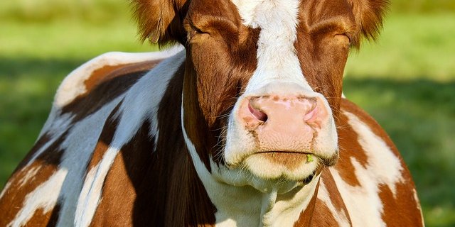 Eine Luzerner Kuh hatte Glück im Unglück. (Symbolbild Pixabay)