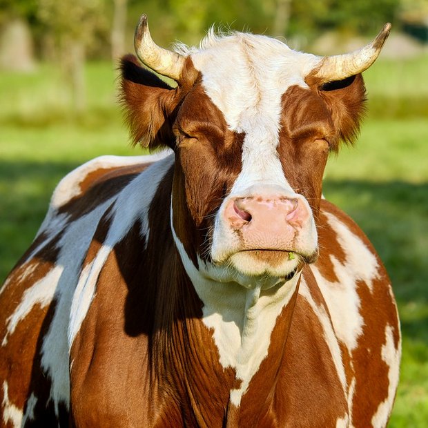 Eine Luzerner Kuh hatte Glück im Unglück. (Symbolbild Pixabay)
