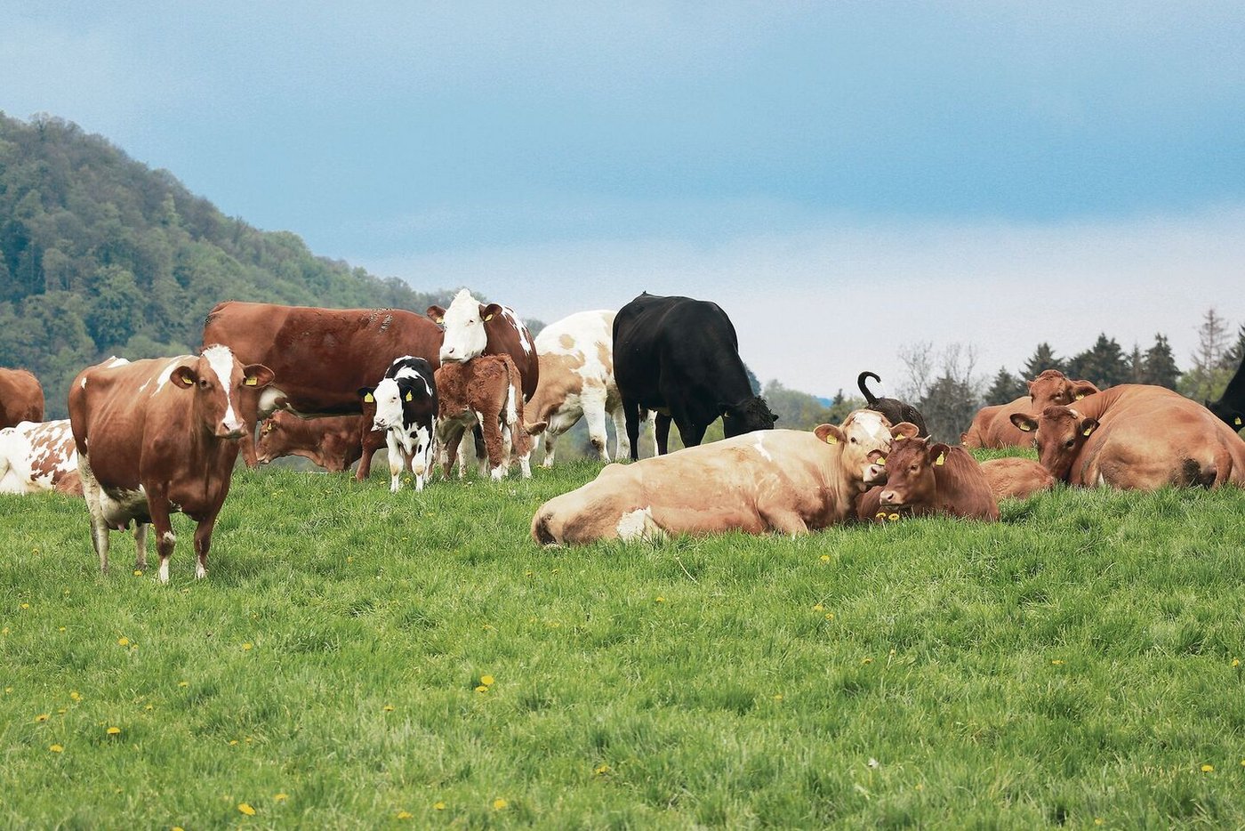 Im Talgebiet ist die Produktivität der Mutterkuhhaltung doppelt so hoch wie im Berggebiet, dafür schenken am Berg die Direktzahlungen ein. Aber der Stundenlohn ist nirgendwo überragend.  