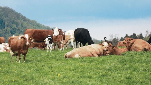Im Talgebiet ist die Im Talgebiet ist die Produktivität der Mutterkuhhaltung doppelt so hoch wie im Berggebiet, dafür schenken am Berg die Direktzahlungen ein. Aber der Stundenlohn ist nirgendwo überragend.