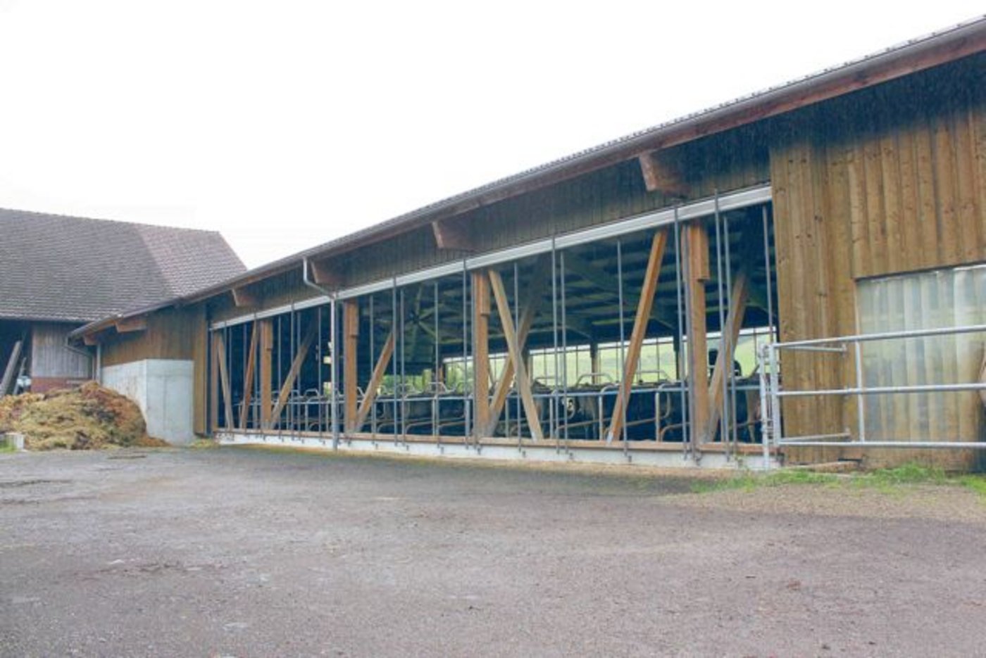 Auf dem Betrieb von Peter Schlauri in Gossau ist für eine gute Querlüftung gesorgt. Ein fortwährend laufender Deckenventilator regt dabei zusätzlich die Luftzirkulation im Stall an. (Bilder Curdin à Porta)