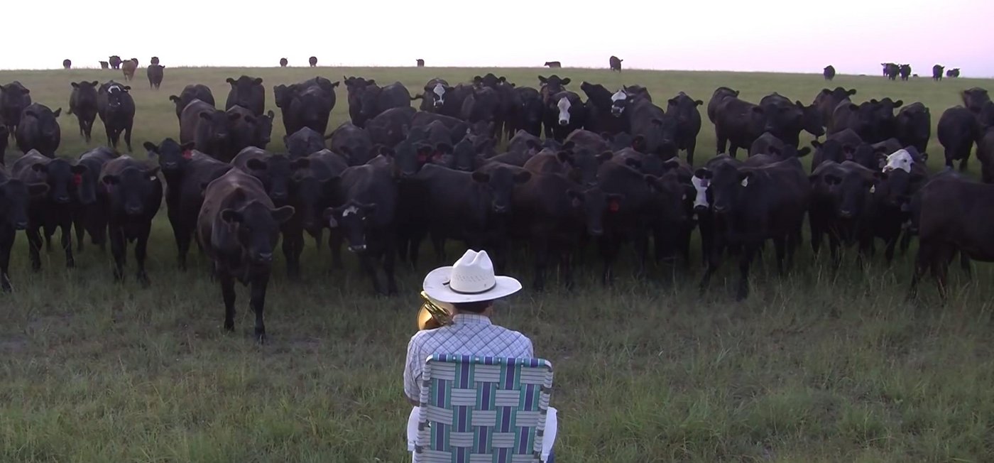Derek Klingenbergs Kühe sind offenbar musikalisch. (Bild Screenshot Farmer Derek Klingenberg/Youtube)