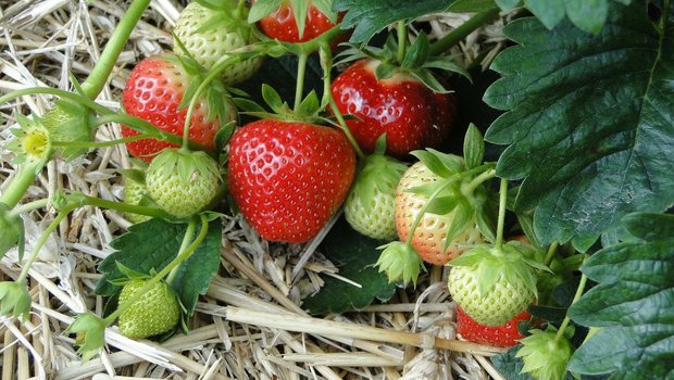 Auf 511.7 Hektaren werden 2018 in der Schweiz Erdbeeren angebaut. (Symbolbild Pixabay)