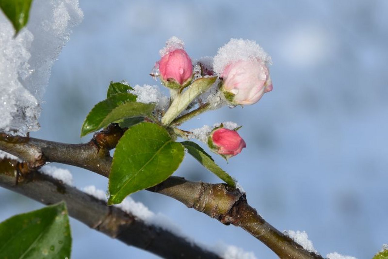 Apfelknospen öffnen sich mit der Klimaerwärmung immer früher und werden anfälliger auf Frostschäden. (Bild lid)