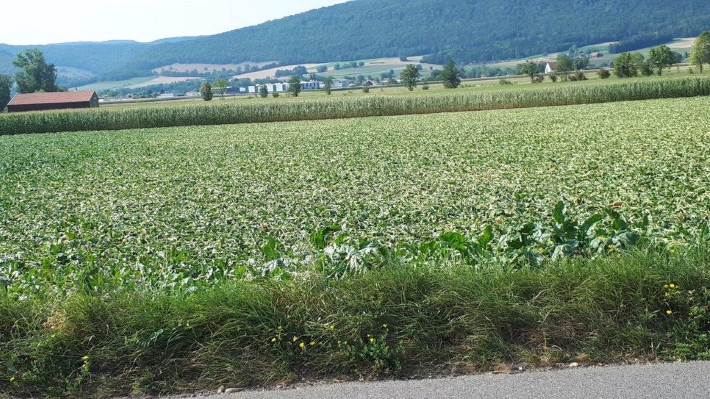die Zuckerrüben am welken, ...