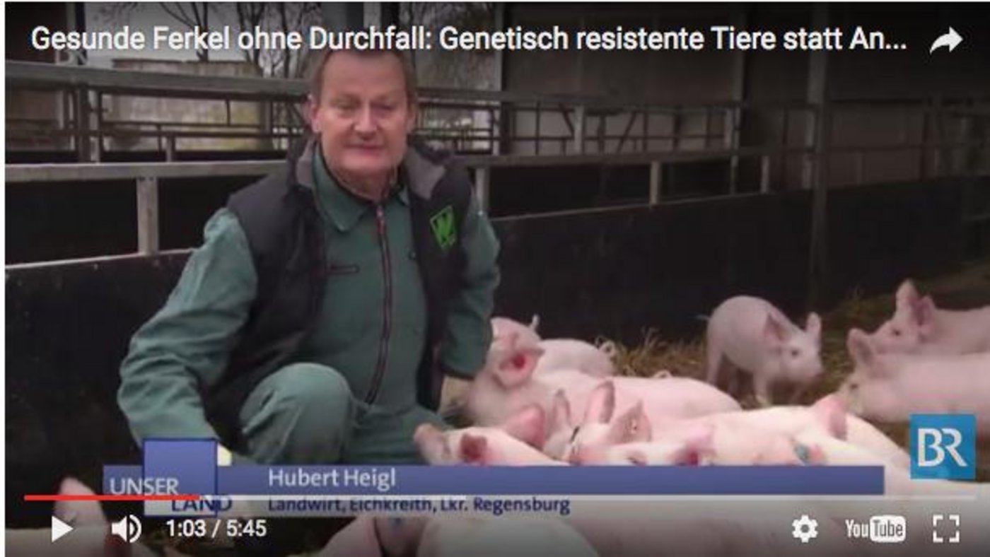 Hubert Heidl setzt auf Schweizer Edelschweine. (Bild Screenshot Youtube)