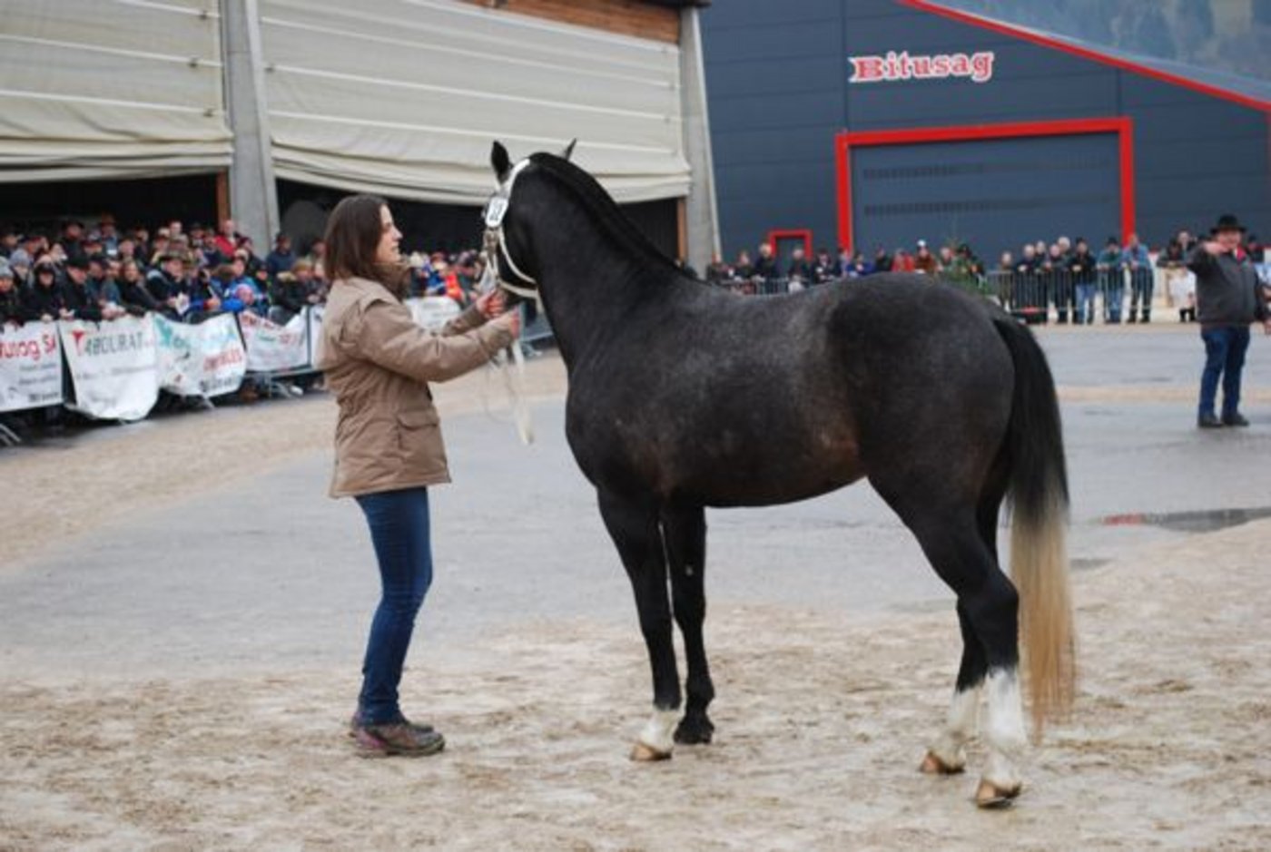 Zum ersten Mal in der Geschichte in Glovelier wurde ein grauer Freibergerhengst selektioniert. Es besteht die Möglichkeit, dass Harlow später ganz weiss wird.
