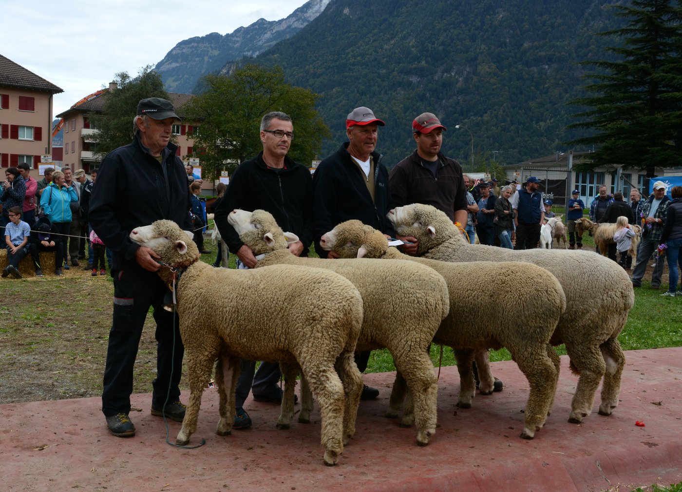 Jungmiss, Miss, Jungmister und Mister Weisses Alpenschaf (v. l. n. r.) gehören: Edy und Ruth Baumann, Altdorf; Armin Jauch, Attinghausen; Hanspeter Bricker, Unterschächen; Thomas Epp, Silenen.