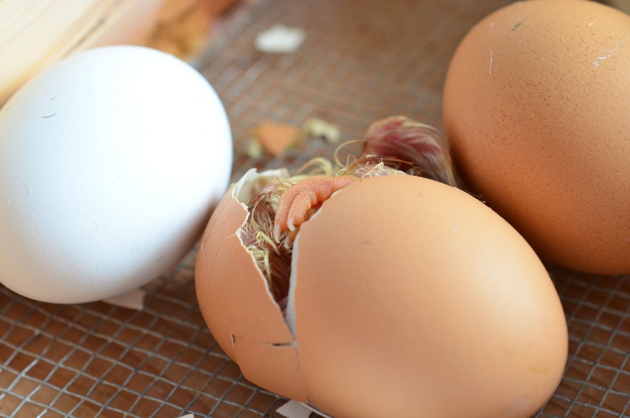 Männliche Küken von Legehennen tötet niemand gerne. Ihre Aufzucht lohnt sich aber kaum – ein Aussortieren der Eier vor dem Schlupf könnte das Problem lösen. (Bild Pixabay) 
