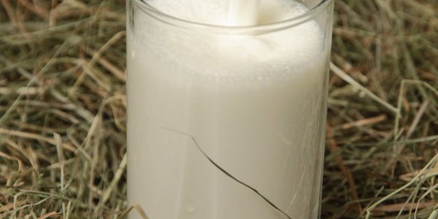 Kuhmilch fördert das Wachstum mehr als pflanzliche Alternativen. (Bild Fotolia)