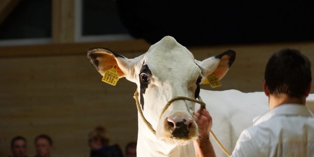 Darauf müssen die Züchter im Aargau warten: Auktionen wurden verschoben und abgesagt. (Symbolbild Ruth Aerni)