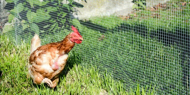 Die Eierproduktion verursacht jährlich 1,7 Mio Suppenhühner. (Bild sb)